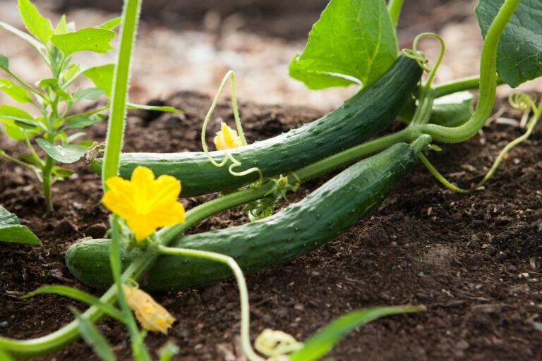 Easiest Vegetables to Grow with Almost No Care: Top Picks