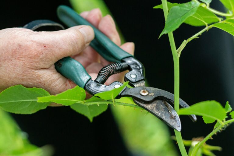 Manual vs Power Garden Tools: Which Is Better for Homeowners?