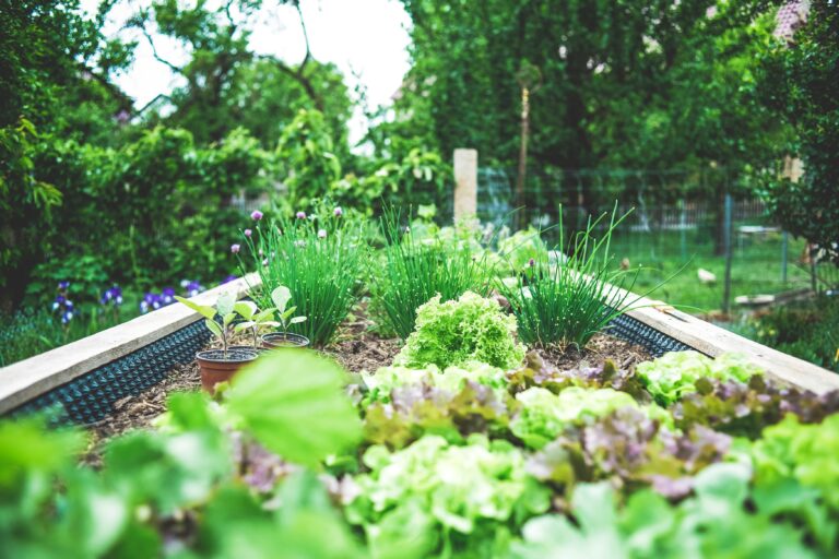 How to Build a Self-Watering Garden Bed at Home: Easy Guide