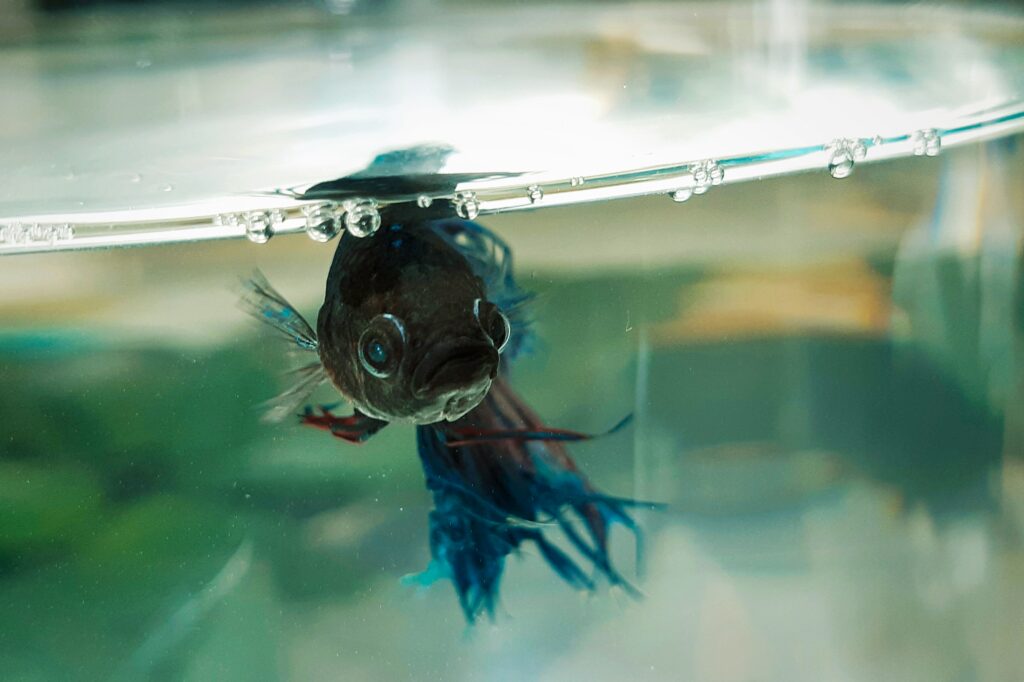 How Long Can Betta Fish Go Without Food?